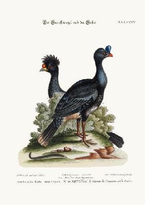 The Curasso-Bird, and the Cushew-Bird 1749-73