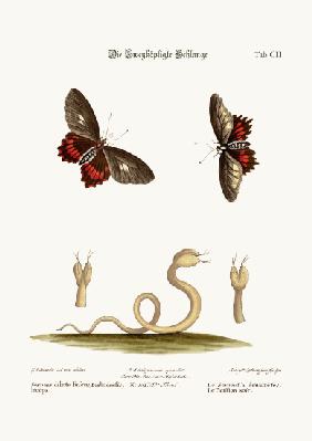 The Double-headed Snake. The Black Butterflies 1749-73