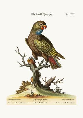 The Dusky Parrot 1749-73