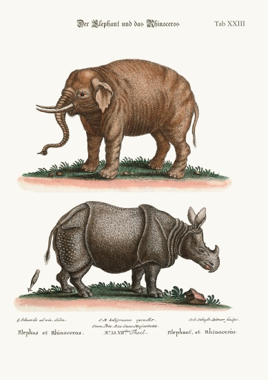 The Elephant and the Rhinoceros von George Edwards