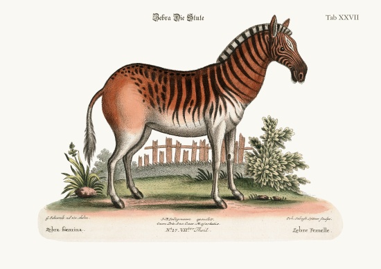 The Female Zebra von George Edwards