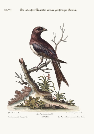 The fork-tailed Indian Butcher-Bird von George Edwards