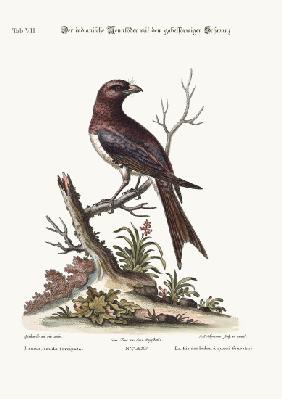 The fork-tailed Indian Butcher-Bird 1749-73