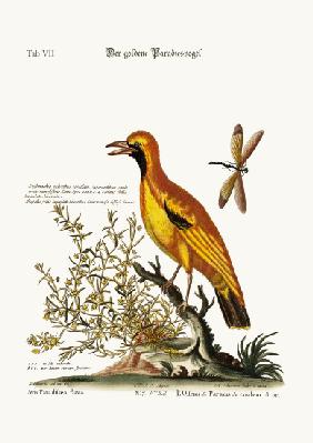 The Golden Bird of Paradise 1749-73