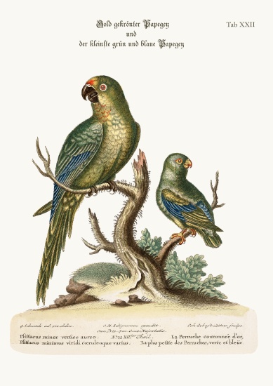 The Golden-crowned Parrakeet and the least Green and Blue Parrakeet von George Edwards