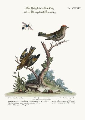 The Golden-crowned Wren, and the Ruby-crowned Wren 1749-73