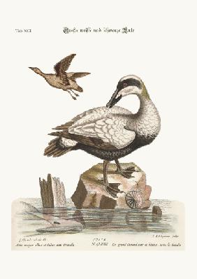 The great Black and White Duck 1749-73