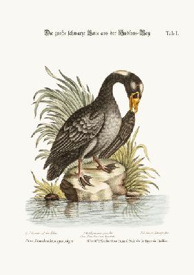 The Great Black Duck from Hudson's Bay 1749-73
