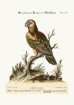 The Great Green Parrot, from the West-Indies 1749-73