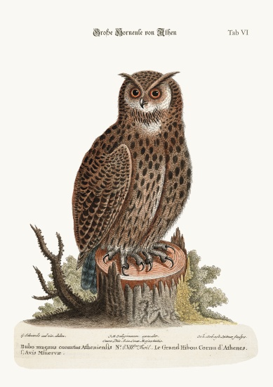 The Great Horned Owl from Athens von George Edwards