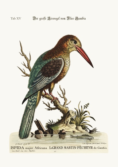 The great Kingfisher from the River Gambia von George Edwards