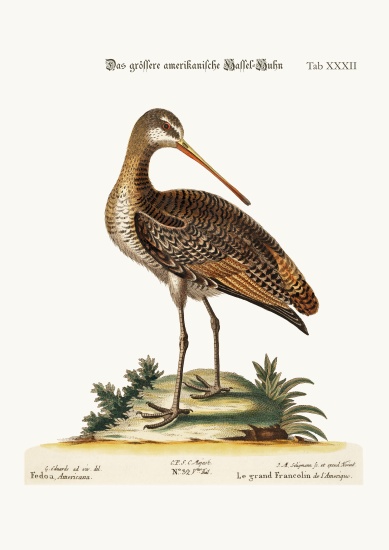 The Greater American Godwit von George Edwards