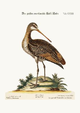 The Greater American Godwit 1749-73