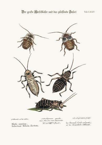 The Greater Cockroach, and the Whistle Insect von George Edwards