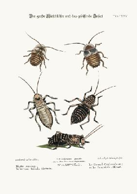 The Greater Cockroach, and the Whistle Insect 1749-73