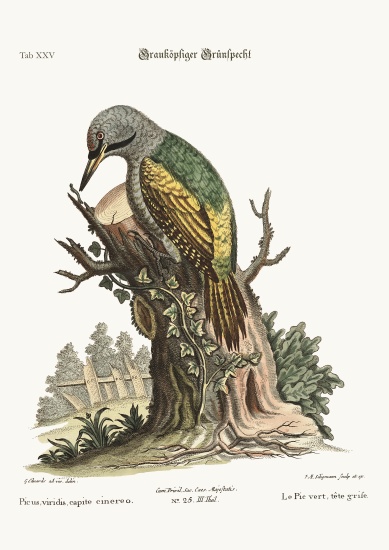 The grey-headed green Woodpecker von George Edwards