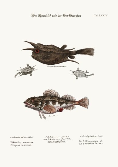 The Horned Fish, and the Sea Scorpion von George Edwards