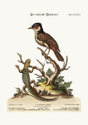 The Indian Redstart. The Thorn-tailed Indian Lizard 1749-73