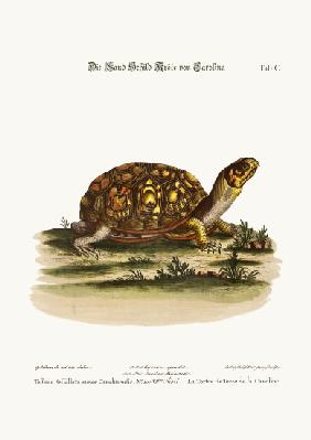 The Land-Tortoise from Carolina 1749-73