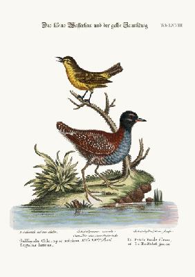 The Least Water-Hen, and the Yellow Wren 1749-73