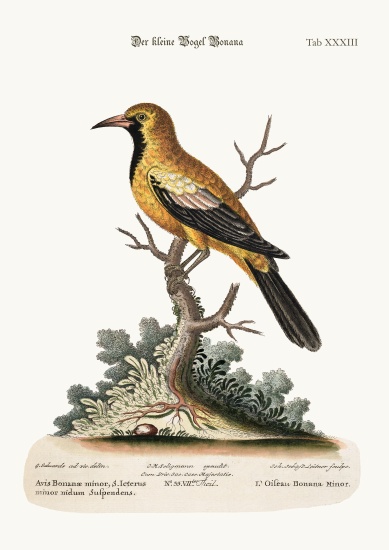The Lesser Bonana Bird von George Edwards