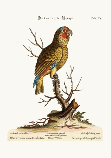 The Lesser Green Parrot von George Edwards