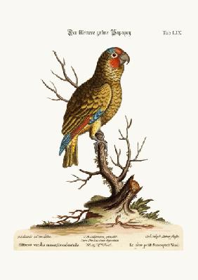 The Lesser Green Parrot 1749-73