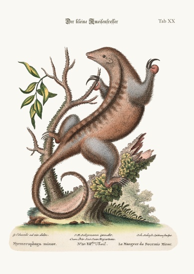 The little Ant-Eater von George Edwards
