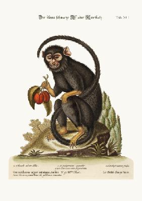 The little Black Monkey 1749-73