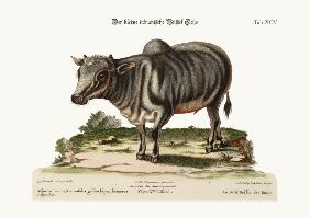 The little Indian Buffalo 1749-73