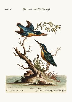The little Indian Kingfishers 1749-73