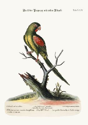 The little Red-winged Parrakeet 1749-73