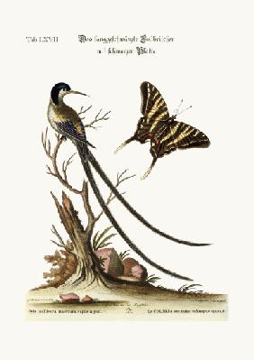 The long-tailed black-capped Hummingbird 1749-73