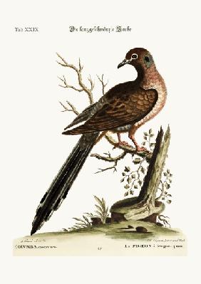 The long-tailed Dove 1749-73