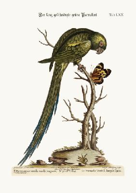 The Long-tailed Green Parrakeet 1749-73