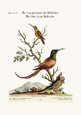 The long-tailed red Hummingbird. The little brown Hummingbird 1749-73