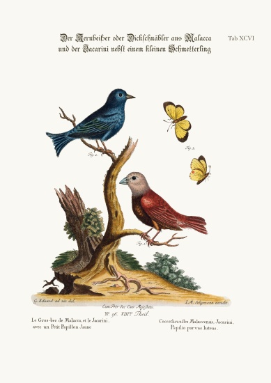 The Malacca Gros-beak, the Jacarini, and the small Yellow Butterfly von George Edwards