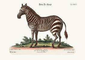 The Male Zebra 1749-73