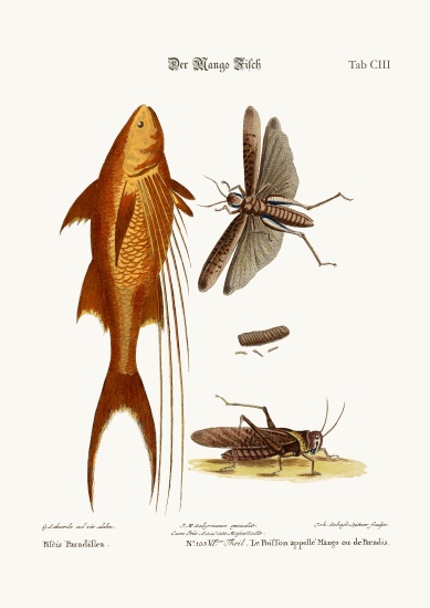 The Mango-Fish. The Great Brown Locust von George Edwards
