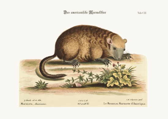 The Monax or Marmotte of America von George Edwards