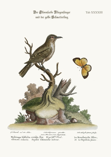 The Olive-coloured Flycatcher and the Yellow Butterfly von George Edwards