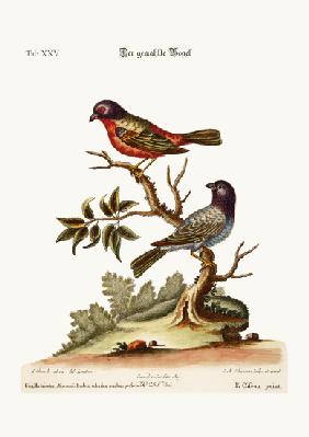The Painted Finch 1749-73