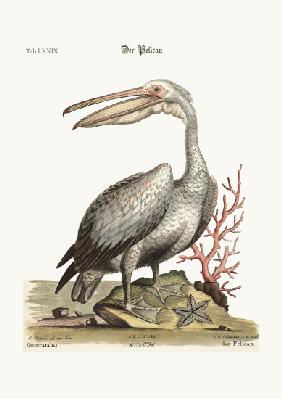 The Pelican 1749-73