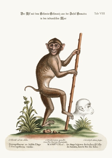 The Pig-tailed Monkey, from the Island of Sumatra, in the Indian Sea von George Edwards