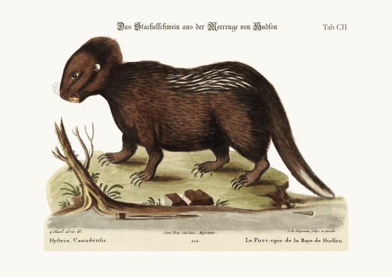 The Porcupine from Hudson's Bay von George Edwards