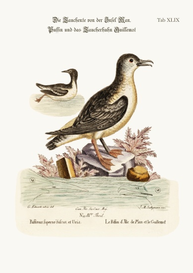 The Puffin of the Isle of Man, and the Guillemot von George Edwards