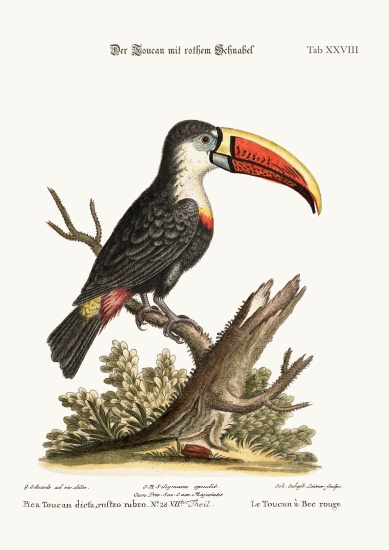 The Red-beaked Toucan von George Edwards