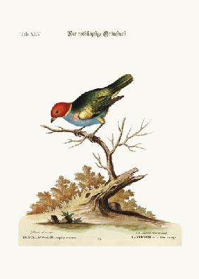 The red-headed Green-Finch 1749-73