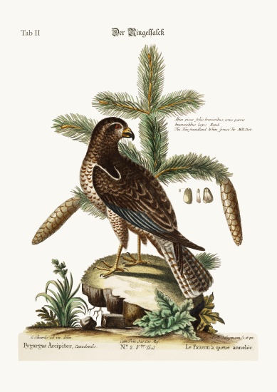 The Ring-tailed Hawk von George Edwards