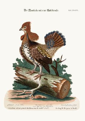 The Ruffed Heath-Cock or Grous 1749-73